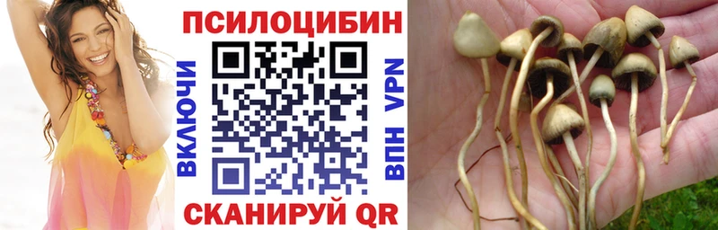 Купить где  Отрадное  Псилоцибиновые грибы GOLDEN TEACHER 